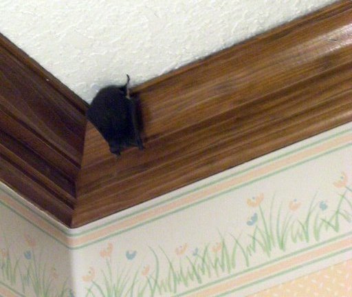a bat in the powder room