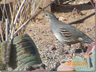 quail hen