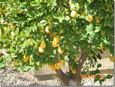 Witherspoon lemons