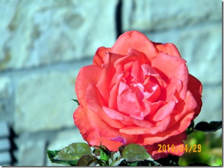 100_0333 100_0333