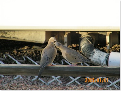 mourning dove pair at our site