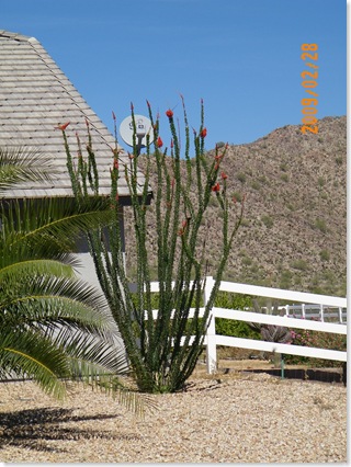the first ocotillo blooms we've seen this year