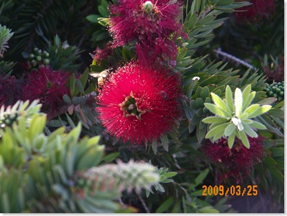 Bottle Brush and bees