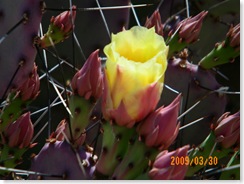 purple prickly pear rosebud