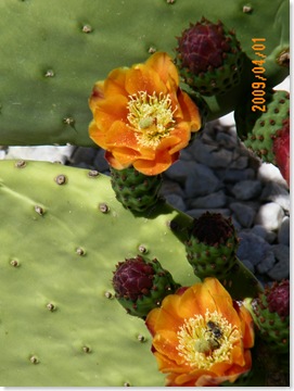 giant prickly pear cactus