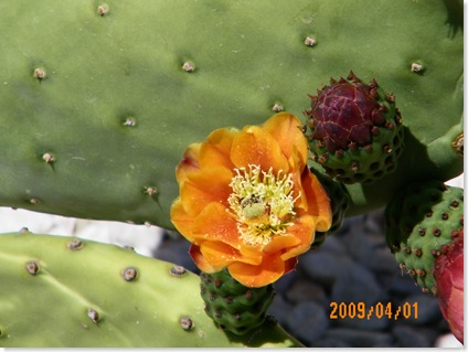 giant prickly pear cactus