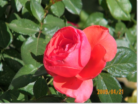 Linnea's roses