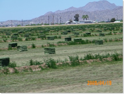 fresh alfalfa hay bales... lots of them
