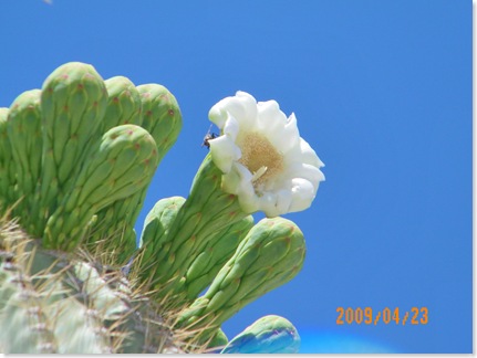 Saguaro bloom and the bee
