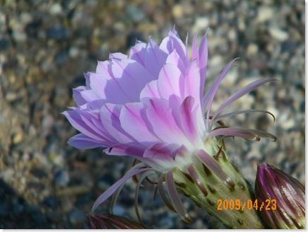 Jean Waller's garden - lavender trichocereus