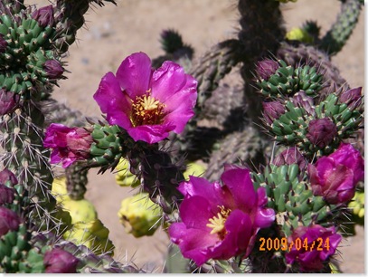 oh wow, the staghorn cholla is really showing off today!