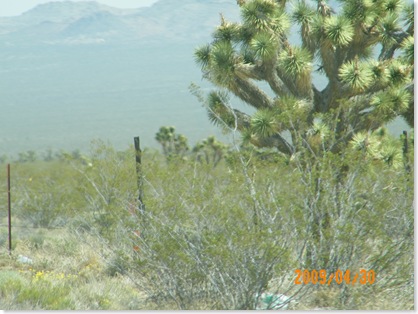 Joshua tree--going up US95 in Nevada