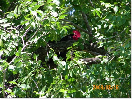 rooster in the tree at Ron and Georgeann's