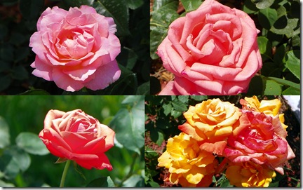 2011 Apr 6 TOT roses2-1