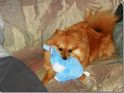 Rocky loved the blue bunny I brought him