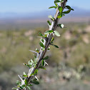 Ocotillo