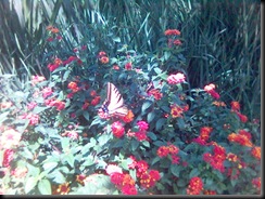 Imagen(337)