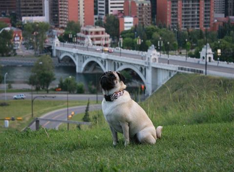 pugcity