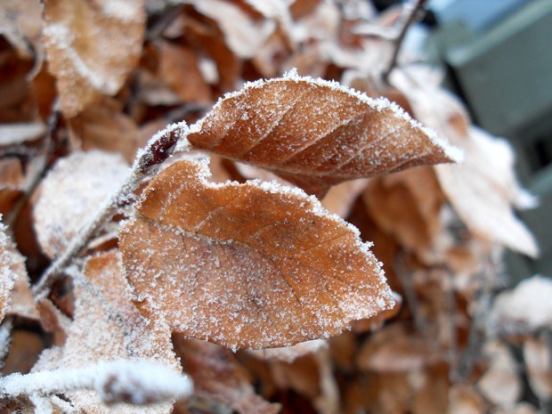 frostklar mandag i januar