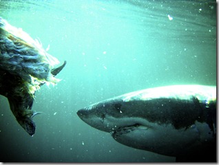 SA - Shark cage diving 326