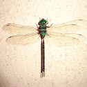 Black-kneed Duskhawker