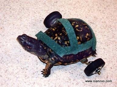 可怜的小动物们 有轮椅太好了,乌龟