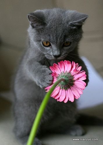 动物可爱 我爱花,猫,鲜花