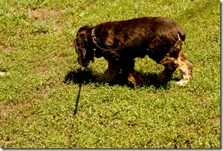 hurley