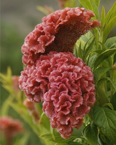 [flowers[2].jpg]