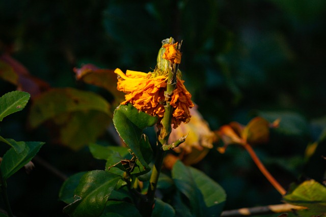 [yellow flower[3].jpg]