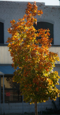 [tree[3].jpg]
