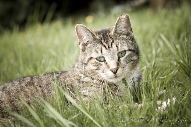 [catsimg_0060[12].jpg]