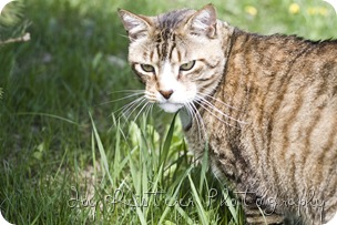 catsimg_0065