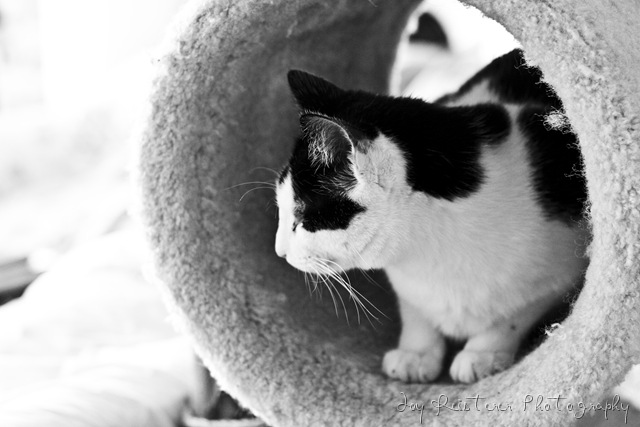 [catsimg_0112[7].jpg]