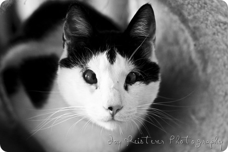 catsimg_0108