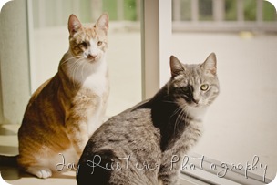 catsimg_0087