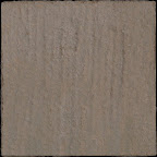 Eastern Tan Back.jpg