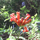 Trumpet Creeper