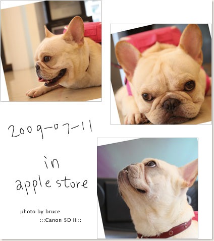 法國鬥牛在蘋果店．Apple store．精誠店