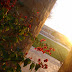 Sun-rise of 14th Feb from Himmtgarh Palace