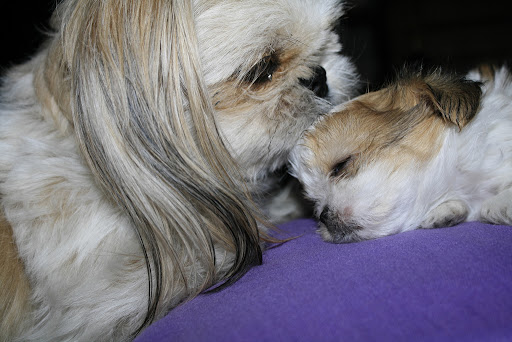 Shih+tzu+puppy+cute