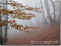 bosco degli elfi