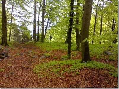 Bosco-faggi