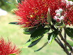 Pohutukawa flower