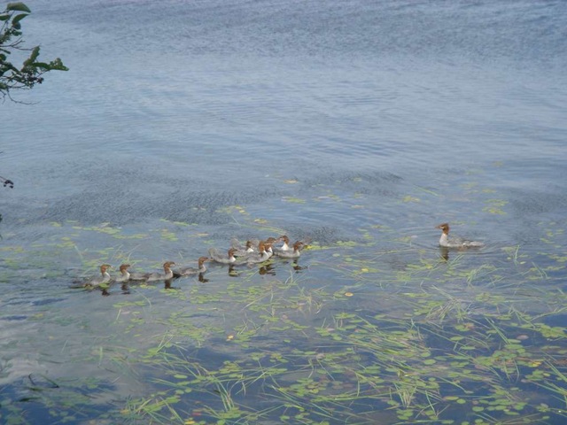 [Algonquin2006-9[3].jpg]