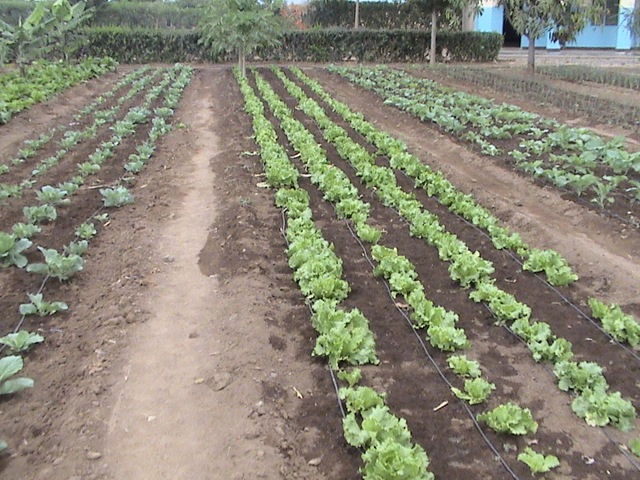 [garden1[2].jpg]