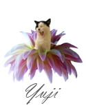 [yuji-signature[2].png]