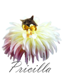 [livestrong-pricilla[5].png]