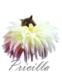 [pricilla-signature[2].png]