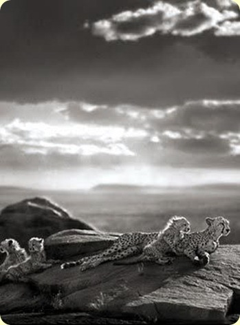 animais selvagens animais selvagens
